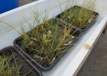 Small grasses grow in individual pots in a set of trays.