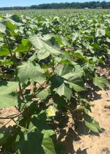 A cotton plant displays a single yellow bloom.