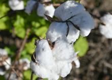 White cotton bolls are open on plants.