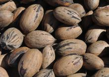 Brown pecans have black stripes.