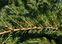 A yellow branch is lined with green needles.