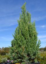 A shrub is shaped as a green pyramid.