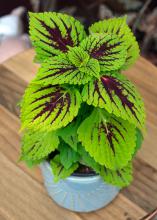 A plant with green and red leaves grows in a small pot.