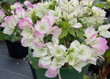 A white plant grows in a container.