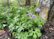 Purple flowers bloom on slender stems above green leaves.