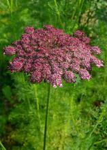 Tiny purple flowers bloom in a cluster.