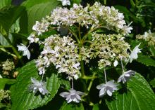 A cluster of white flowers bloom on green leaves.