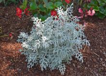 A silvery plant has fern-like leaves.