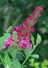 Tiny red flowers bloom in an upright cluster.