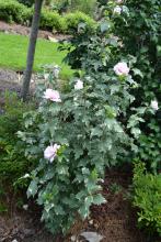 A shrub has several light-pink flowers.