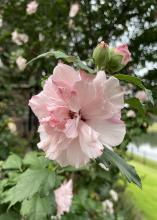 A light pink flower blooms on a shrub.