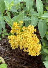 Dozens of small yellow flowers make up a cluster.