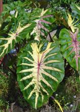 A plant has giant, green leaves with white and red accents.