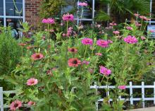 Pink flowers bloom atop slender stems in a garden.