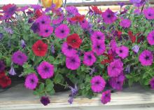 A basket has blooms in purple and red.