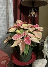 A poinsettia sits on a table near a lamp.