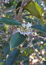 Small white and yellow flowers bloom on a branch.