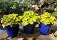 Three blue containers hold plants with light green leaves.