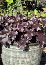 A plant with large, black leaves grows in a container.