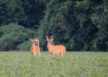 Warm-season food plots planted with legumes, such as these soybeans, help white-tailed deer get the protein they need when natural vegetation is less plentiful and harder to digest. (Submitted photo)