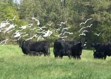 Aptly named for their habit of eating insects flushed out of the tall grass by cows and other grazing animals, cattle egrets demonstrate a wildlife partnership that benefits the birds without harming the cattle. (File photo by MSU Ag Communications)