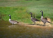 Canada geese, such as these in Raymond, can live in Mississippi almost year-round and are attracted to bodies of water and grassy areas, such as golf courses, lawns, parks and recently harvested grain fields. (Photo by MSU Ag Communications/Susan Collins-Smith)