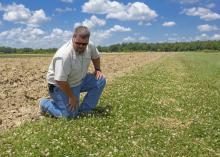 What looks like weeds to a farmer or landowner is forage for pollinators such as honeybees. Angus Catchot and other researchers at Mississippi State University are part of efforts to find management plans that balance competing needs. (Photo by MSU Extension Service/Kevin Hudson)