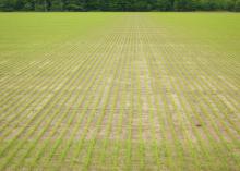 Although half the state's anticipated rice acreage was planted by late April, frequent rains have halted most planting in recent weeks. This rice field in Washington County, Mississippi, was photographed April 28, 2015. (Photo by Mississippi Agricultural and Forestry Experiment Station/Richard Turner)