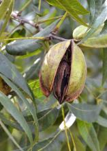 This pecan at Pecan Hills Farms in Raymond, Mississippi, is open but not quite ready for harvest on Oct. 8, 2015. The state’s harvest is delayed by a few weeks because of the dry summer. (Photo by MSU Extension/Susan Collins-Smith)