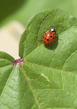 As spring approaches, Asian lady beetles that have hibernated in houses and other structures during the winter are trying to go back outside. Homeowners who have had problems with the bugs can take several steps to prevent future invasions. (File photo, MSU Extension Service)