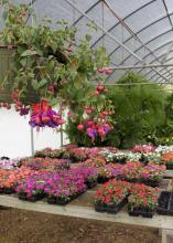 Customers still can find unusual items, such as this fuchsia plant, at The Flower Center in Vicksburg. Bobbie Beard, former owner of the center, began the successful horticulture business in her backyard 30 years ago. (Photo by MSU Extension Service/Kevin Hudson)