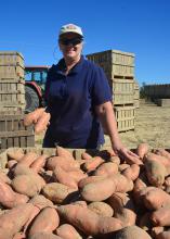 The best way to get Jan Cook Houston off her tractor may be to start taking pictures of small or scuffed sweet potatoes destined for processing instead of the large, blemish-free No. 1 grade sweet potatoes. This photo was taken Sept. 20, 2016, in a Vardaman, Mississippi field. (Photo by MSU Extension Service/Linda Breazeale)