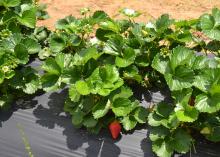 These Merced variety strawberries growing at the Mississippi State University Truck Crops Branch Experiment Station in Crystal Springs looked good on April 21, 2016, despite rainy spring weather that has increased disease pressure on most of Mississippi’s crop. Researchers at the station are conducting a strawberry variety trial to help Mississippi producers choose the best performing varieties for the state. (Photo by MSU Extension Service/Susan Collins-Smith)