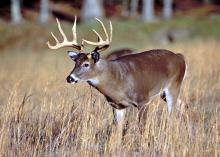 Hunters, land managers and forestry professionals can learn about white-tailed deer, such as this buck, at one of the three deer management workshops, hosted by the Mississippi State University Extension Service, in August. (File Photo by MSU Extension Service)