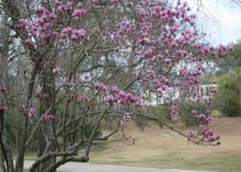 Saucer magnolias are considered small trees, but some can grow quite large. Control the size of the plant by pruning immediately after flowering. (Photo by MSU Extension/Gary Bachman)