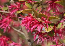 Loropetalum has a long blooming season that begins in early spring and continues through summer. These late-flowering pink blooms were on display in winter. (Photo by MSU Extension Service/Gary Bachman)