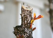 Crape myrtle bark scale appear as white or gray encrusted waxy spots around pruning cuts and in the crotches of branches. Underneath the waxy coating, the scale appear to be pink. (Photo by MSU Extension Service/Gary Bachman)