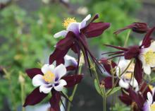 Columbines, such as this Aquilegia Swan violet and white, look fragile but are tolerant of many environments. They thrive and flower profusely when planted in full or partial shade (Photo by MSU Extension Service/Gary Bachman)