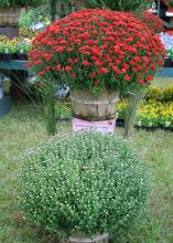 Mums that still have tight buds and are just starting to show color provide a longer, more prolonged landscape show in the fall. (Photo by MSU Extension Service/Gary Bachman)