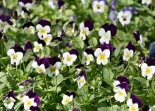 The viola is a favorite cool-season bedding plant because it is colorful, tough and cold tolerant. (Photo by MSU Extension Service/Gary Bachman)