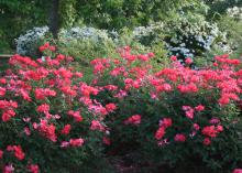 Prune Knockout roses in the spring to keep their shape and encourage the prolific blooming that give these bushes their name. (Photo by MSU Extension Service/Gary Bachman)