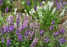 Serenita Angelonia are tough but elegant plants that bring long-lasting color with very little maintenance. This Angelonia Serenita mix creates a soothing sea of soft color in the landscape. (Photo by MSU Extension/Gary Bachman)