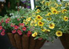 Saffron (foreground) has golden yellow petals and red highlights that almost look like each was hand painted in the center of the flower. Cherry Star has flowers which are a bright cherry red and having a yellow starburst in the flower center. (Photo by MSU Extension/Gary Bachman)