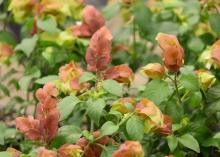 Similar to the tropical yellow shrimp plant, Mexican shrimp plants develop on new growth and produce red bracts. They are optimal for cutting and enjoying indoors. (Photo by MSU Extension/Gary Bachman)