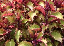 A 2010 Mississippi Medallion winner, the Electric Lime coleus is durable and pairs well with spring and fall foliage. (File photo by MSU Extension)