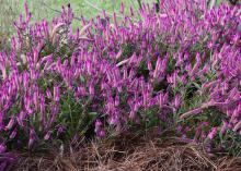 The Intenz celosia is a new introduction that keeps up the tradition of blooming nonstop all summer long. It is gorgeous as an accent plant or a mass planting. (Photo by MSU Extension/Gary Bachman)