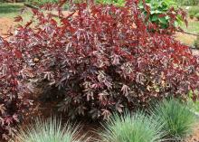 Foliage is the main attraction of this Hibiscus Mahogany Splendor. In full sun, it has dramatic, purple-burgundy leaves with coarse, deeply serrated edges. (Photo by MSU Extension/Gary Bachman)