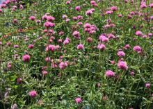 Gomphrena Fireworks was chosen as a Mississippi Medallion winner in 2010. It is a big plant that makes a colorful impact in the landscape. (Photo by MSU Extension/Gary Bachman)