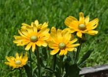 The distinctive blooms of Rudbeckia Prairie Sun are large and make fantastic cut flowers to bring indoors. (Photo by MSU Extension/Gary Bachman)