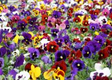 These Matrix Blotch pansies demonstrate the plant’s ability when massed together to create an impressive, colorful landscape carpet. (Photo by MSU Extension Service/Gary Bachman)